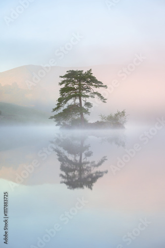 Fototapeta Naklejka Na Ścianę i Meble -  A lone tree on a beautiful calm morning with perfect reflections at Tarn Hows in The Lake District, UK.