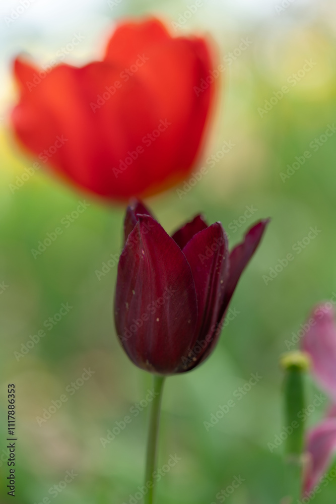 Flower photography captured in full bloom or in the quiet stages of bud or wilting Flower photography captured in full bloom or in the quiet stages of bud or wilting