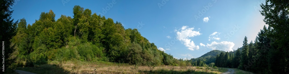 Obraz premium A picturesque panorama of a European spruce forest, a summer day, a clearing and beautiful sunlight on tall trees.