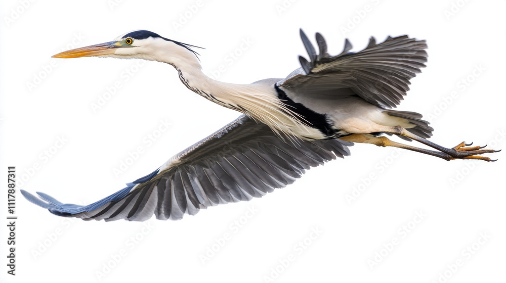 Obraz premium Graceful heron in flight against a white background, showcasing its expansive wings and elegant posture.