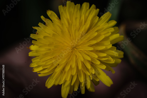 Obraz na plátně Flower photography captured in full bloom or in the quiet stages of bud or wilti