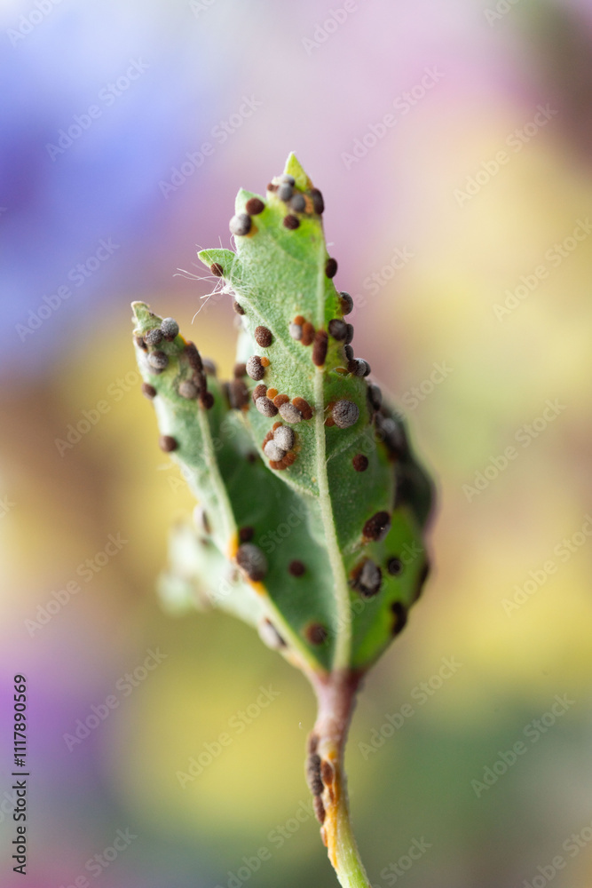 Flower photography captured in full bloom or in the quiet stages of bud or wilting Flower photography captured in full bloom or in the quiet stages of bud or wilting