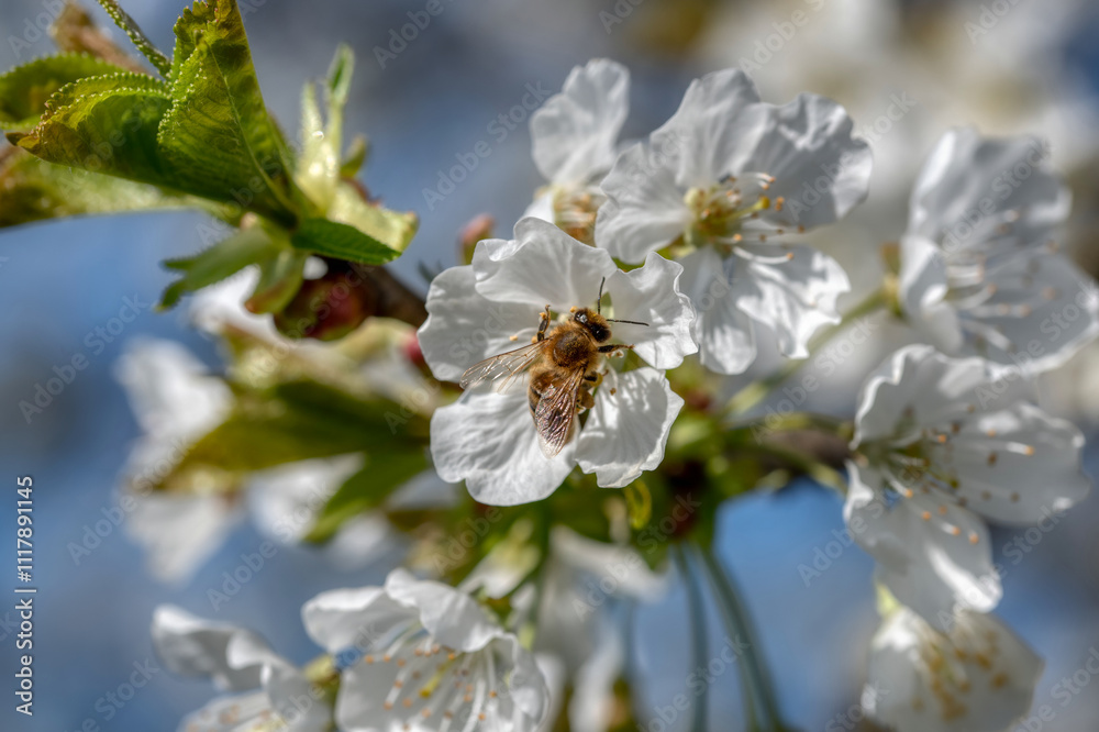 cherry tree blossom cherry tree blossom