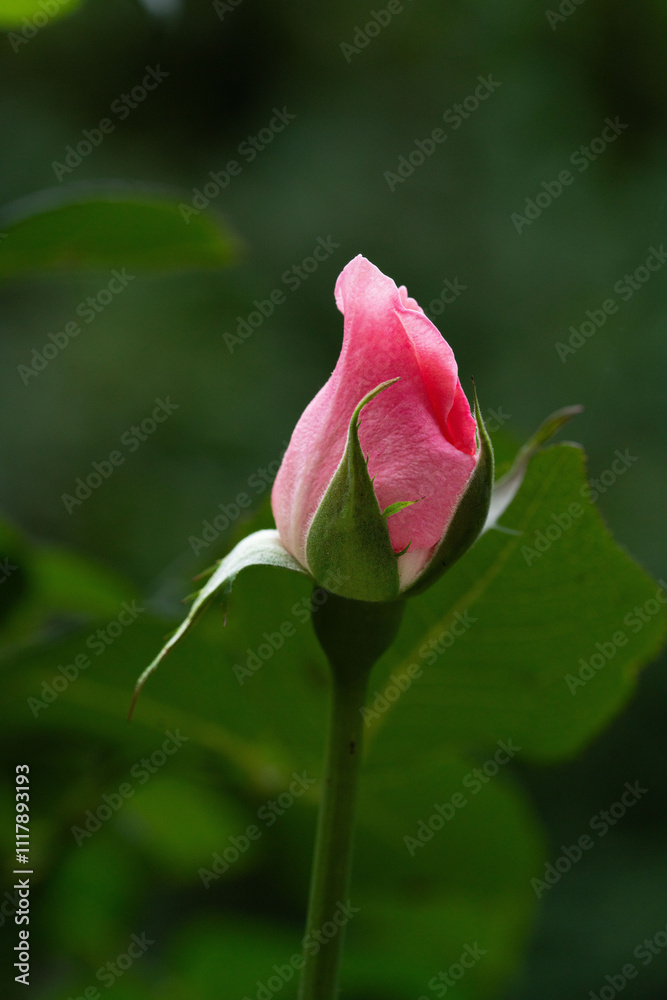 Flower photography captured in full bloom or in the quiet stages of bud or wilting Flower photography captured in full bloom or in the quiet stages of bud or wilting