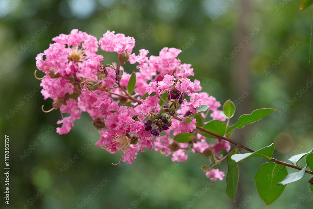 Flower photography captured in full bloom or in the quiet stages of bud or wilting Flower photography captured in full bloom or in the quiet stages of bud or wilting