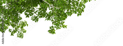 Green leaves tree branch isolated on white background