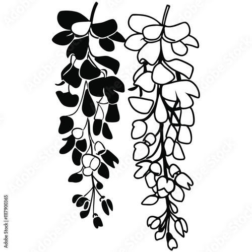 a flower of Wisteria vector illustration, solid white background,