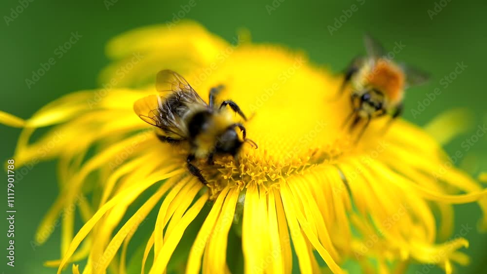 Small bee gathers pollen on vibrant yellow flower in a sunny spring forest morning Small bee gathers pollen on vibrant yellow flower in a sunny spring forest morning