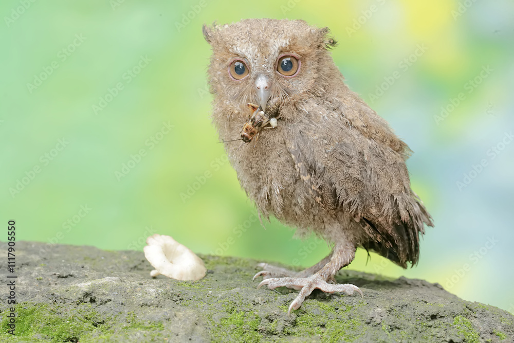 Obraz premium A young Javan scops owl preys on a cricket with gusto. This nocturnal bird has the scientific name Otus lempiji.
