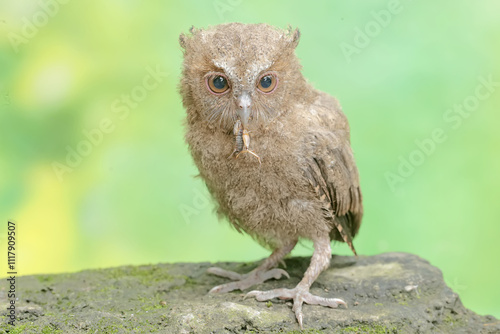 A young Javan scops owl preys on a cricket with gusto. This nocturnal bird has the scientific name Otus lempiji. photo