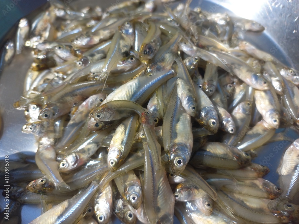 Haldi namak ka mishran kiya hua choti machli,fresh pond small fish of steel pot,Lots of small fish in steel pot Haldi namak ka mishran kiya hua choti machli,fresh pond small fish of steel pot,Lots of small fish in steel pot