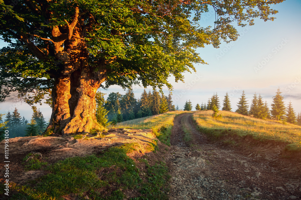 Fototapeta premium A large and old beech tree on a green lawn with lush greenery. Carpathian mountains, Ukraine, Europe.