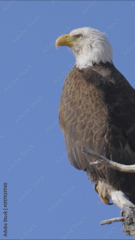 Bald Eagle Looking Around Close Up