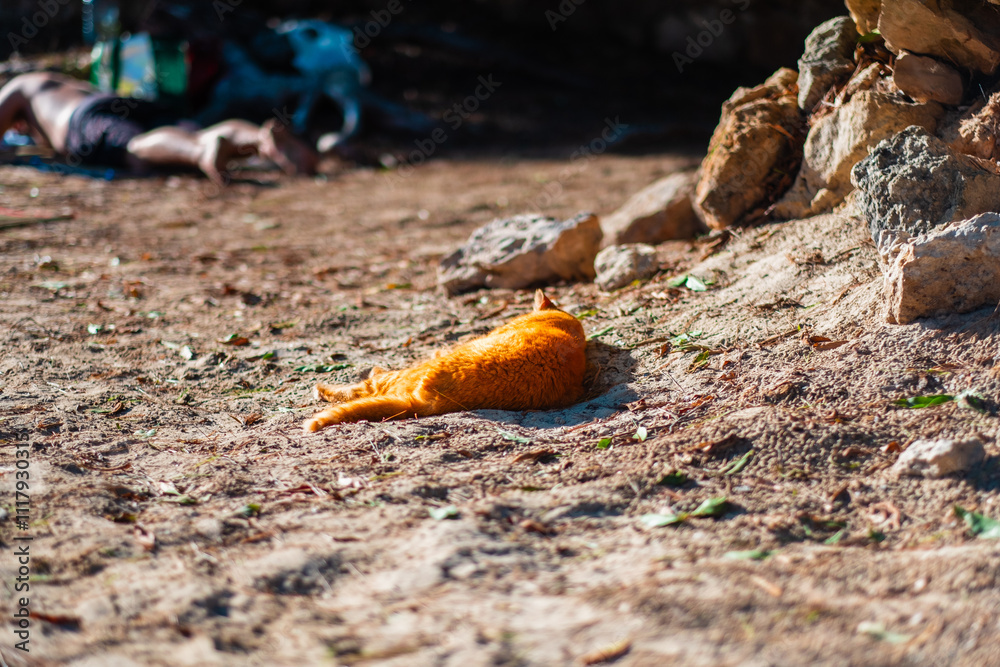 Ginger Cat Relaxing on Sunlit Ground Surrounded by Rocks on a Warm Summer Day, Enjoying Tranquility and Nature's Peaceful Silence, Creating a Serene and Calming Outdoor Scene in Natural Habitat Ginger Cat Relaxing on Sunlit Ground Surrounded by Rocks on a Warm Summer Day, Enjoying Tranquility and Nature's Peaceful Silence, Creating a Serene and Calming Outdoor Scene in Natural Habitat