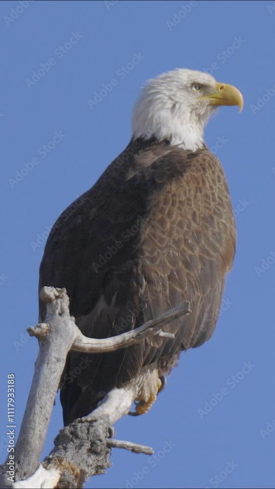 Bald Eagle Looking Around Close Up Bald Eagle Looking Around Close Up