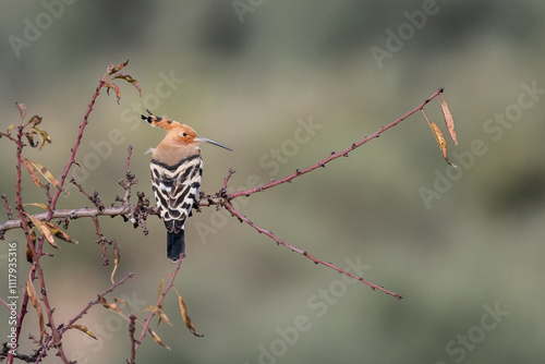 Eurasian hoopoe (Upupa epops) perched on a brach during Autumn photo