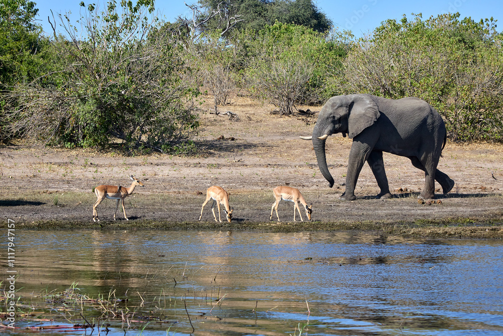 Fototapeta premium Majestic giants roaming the wilds of Chobe Witnessing the grace and power of these incredible creatures in their natural habitat is a memory that will last a lifetime