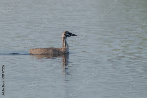 great crested grebe photo