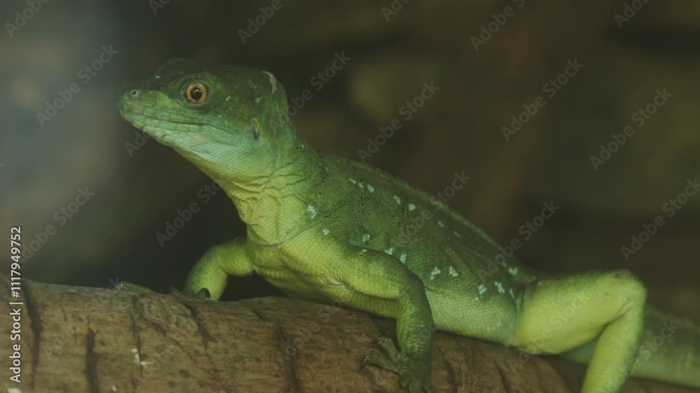 A double-crested basilisk is perched on a tree, surveying its surroundings