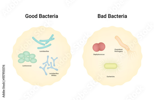 Difference between Good Bacteria and Bad Bacteria
