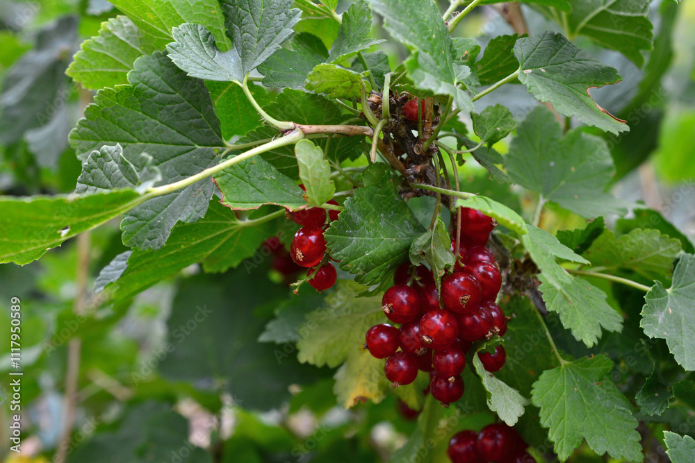 a currant bush with red berries on it close up a currant bush with red berries on it close up