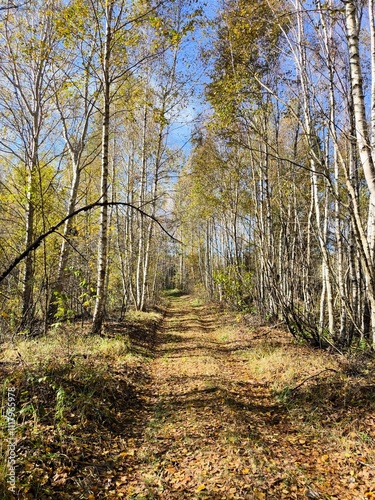 Country road with markings in the middle of the forest. Path and forward movement in the sun. Beautiful, green forest in the spring. Concept for success in the future goal and passing time