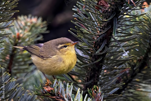 Tickell's Leaf Warbler, Phylloscopus affinis, Sikkim, India photo