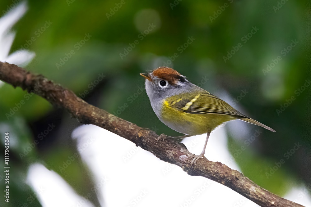 Obraz premium Chestnut-crowned Warbler, Phylloscopus castaniceps, Pangolakha Wildlife Sanctuary, Sikkim, India