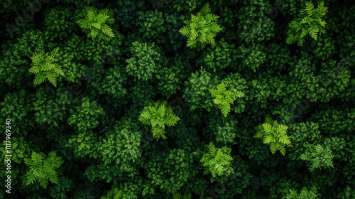 Top View of Lush Green Forest Canopy Showcasing Various Shades of Green Foliage and Vibrant Plant Life, Perfect for Environmental and Nature Themes