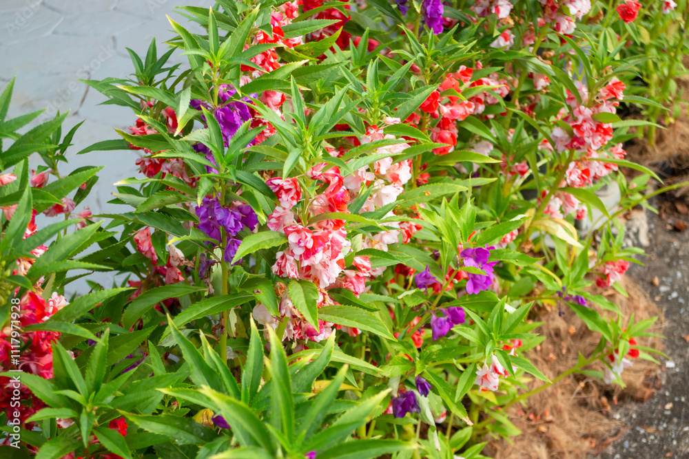 Thai agricultural produce to be exhibited at the fair Thai agricultural produce to be exhibited at the fair