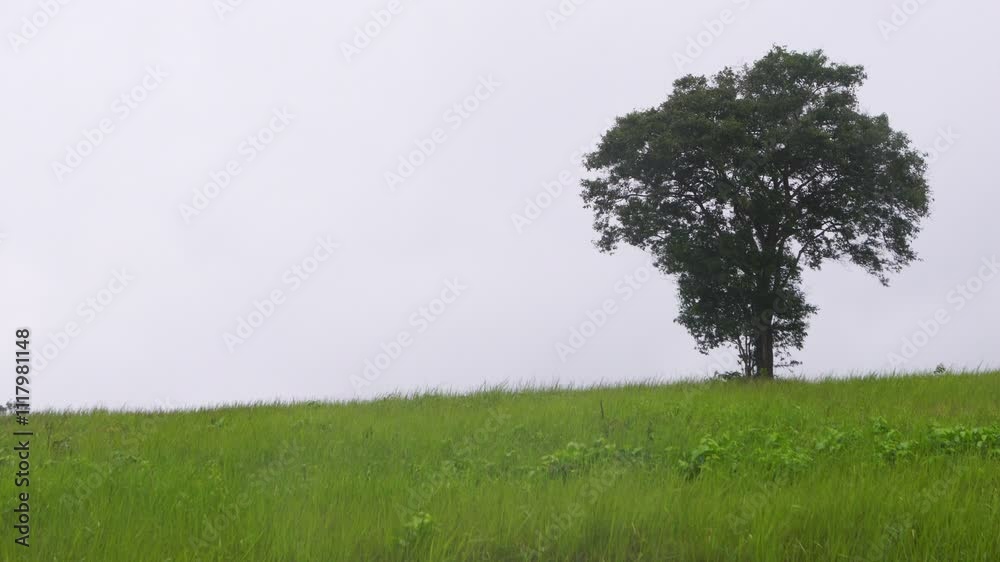 Solitary Tree on Lush Green Field Under Gray Cloudy Sky Solitary Tree on Lush Green Field Under Gray Cloudy Sky