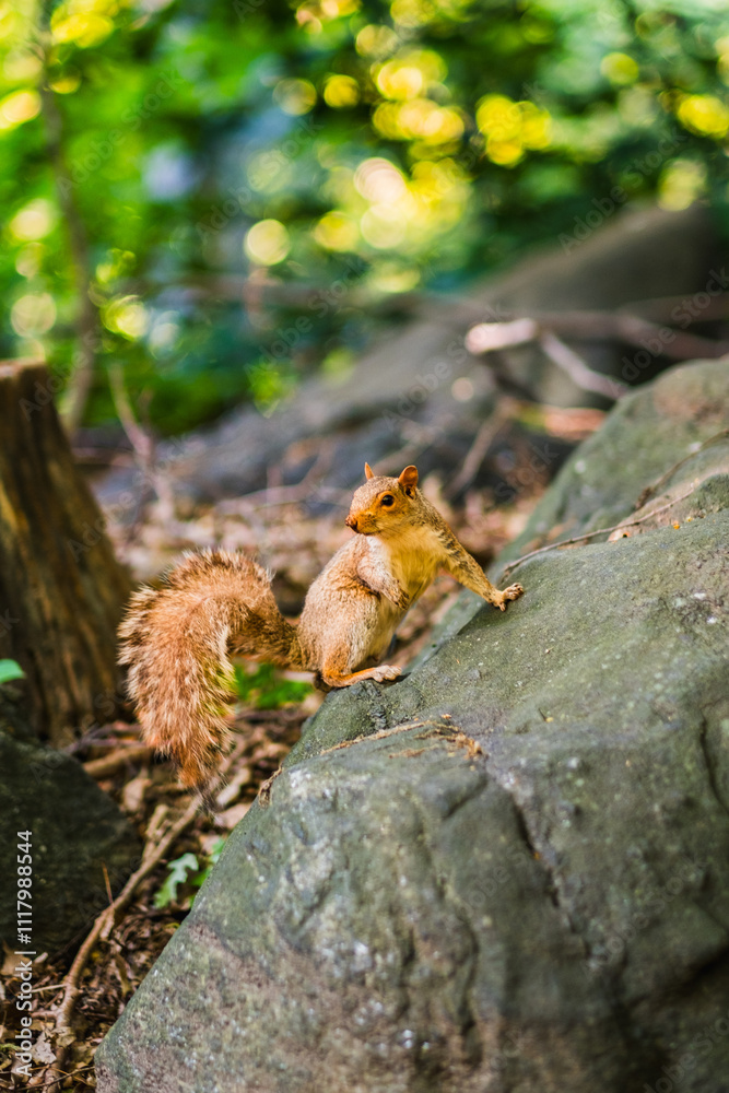 Curious Squirrel Posing on a Rock in a Lush Forest Setting Observing Its Surroundings While Bathed in Sunlight Curious Squirrel Posing on a Rock in a Lush Forest Setting Observing Its Surroundings While Bathed in Sunlight