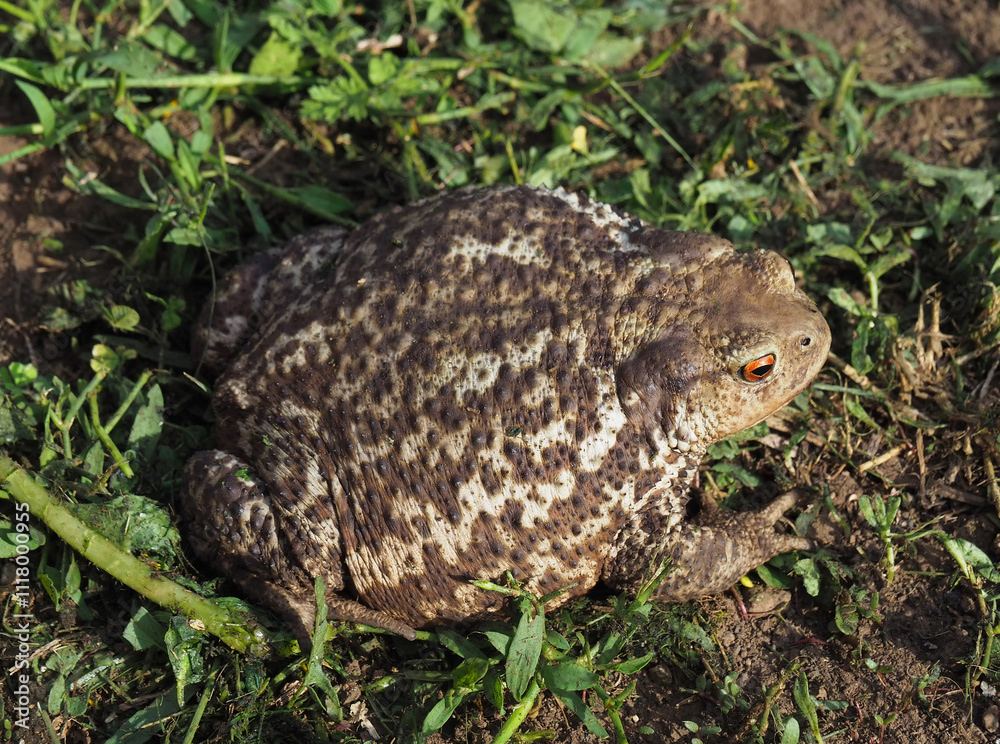 Common toad sitting on the ground, Bufo bufo Common toad sitting on the ground, Bufo bufo