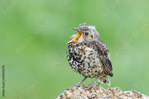 Photos Thrush with the scientific name of (Turdus viscivorus)