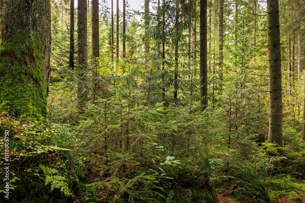 Trees in the forest in the Bavarian Forest. Trees in the forest in the Bavarian Forest.