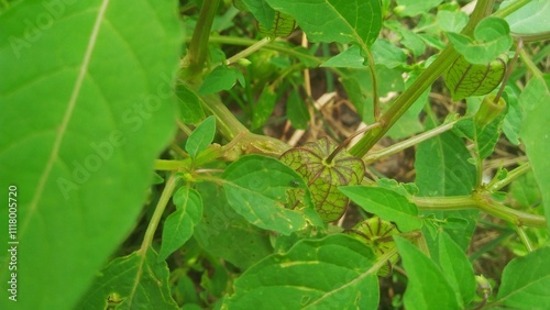 ceplukan (Physalis angulata) photo