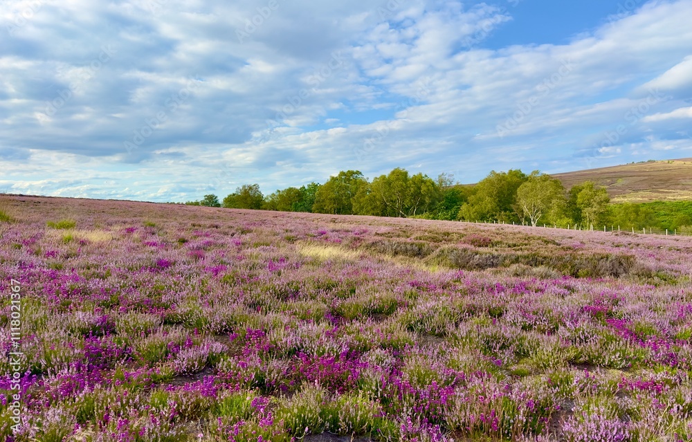 Beautiful purple heather in bloom across the North York Moors in summer, England, UK. Beautiful purple heather in bloom across the North York Moors in summer, England, UK.
