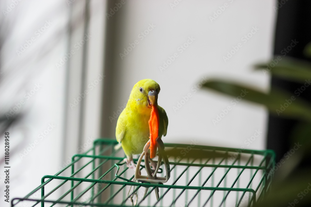 Obraz premium Bright yellow female budgerigar eating carrot on top of cage