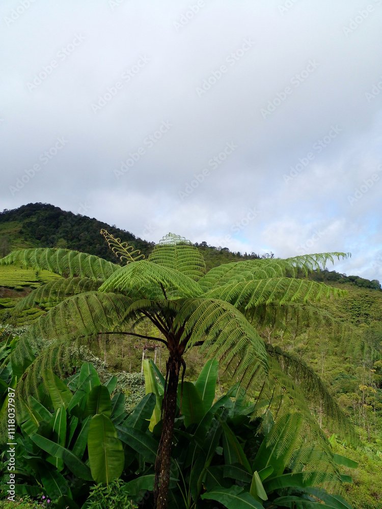 Fototapeta premium green plantation