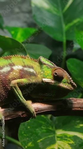 Vertical view, Eye motion of panter chameleon in wild forest ecosystem, wildlife animals 4k