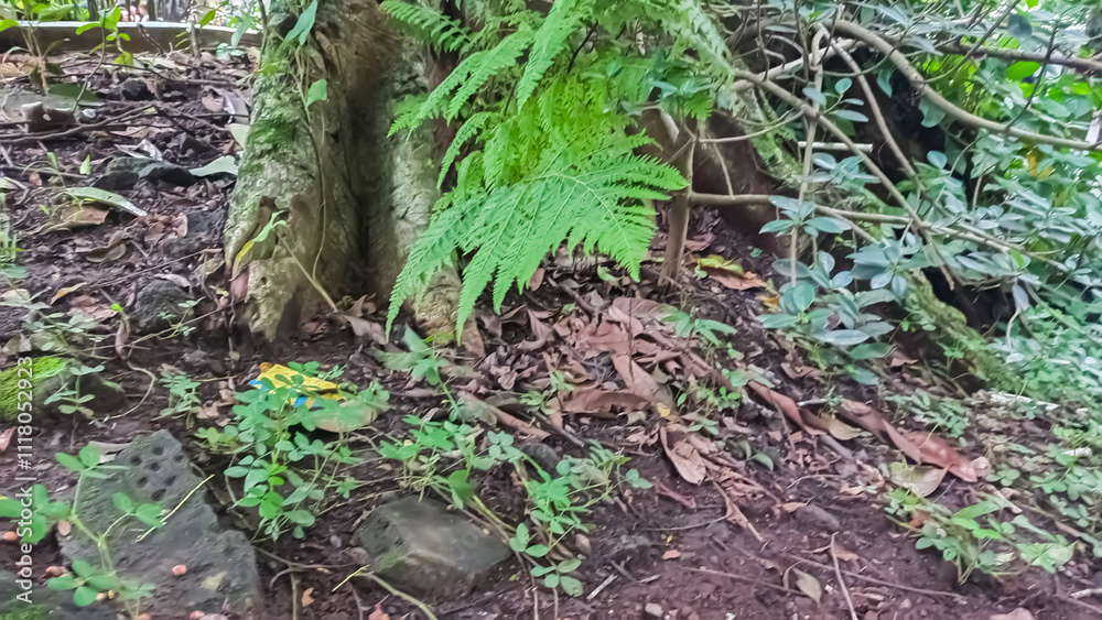Obraz premium fern at forest floor