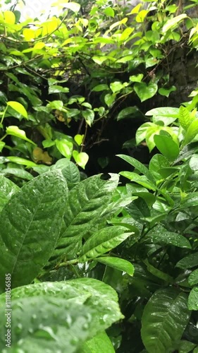 the atmosphere after the rain in a lush garden