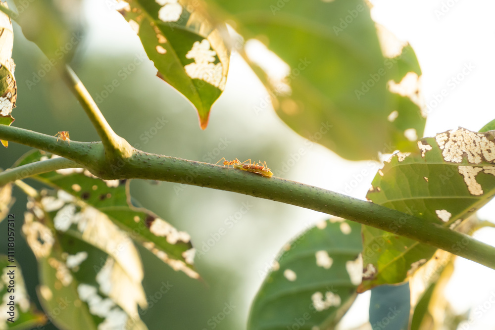 Ants carrying food on a branch during sunset, highlighting nature’s unity, teamwork, and survival instincts Ants carrying food on a branch during sunset, highlighting nature’s unity, teamwork, and survival instincts