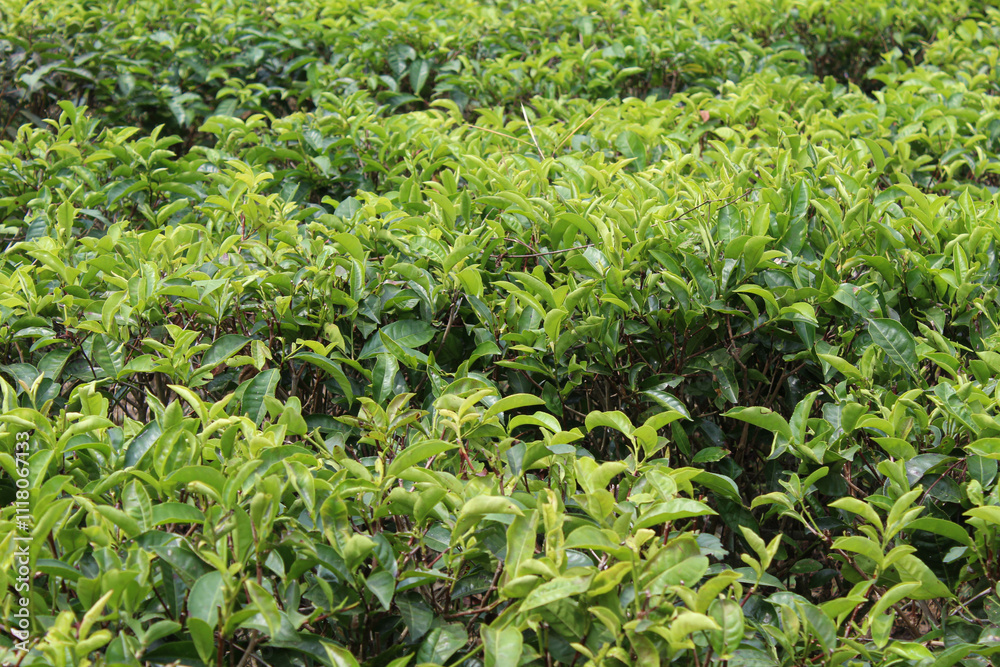 Tea plantation, tea tree in rows, close up view Tea plantation, tea tree in rows, close up view