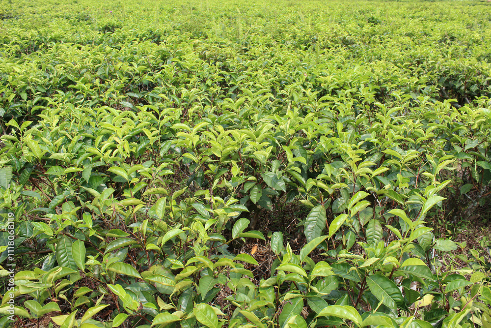 Tea plantation, tea tree in rows, close up view Tea plantation, tea tree in rows, close up view