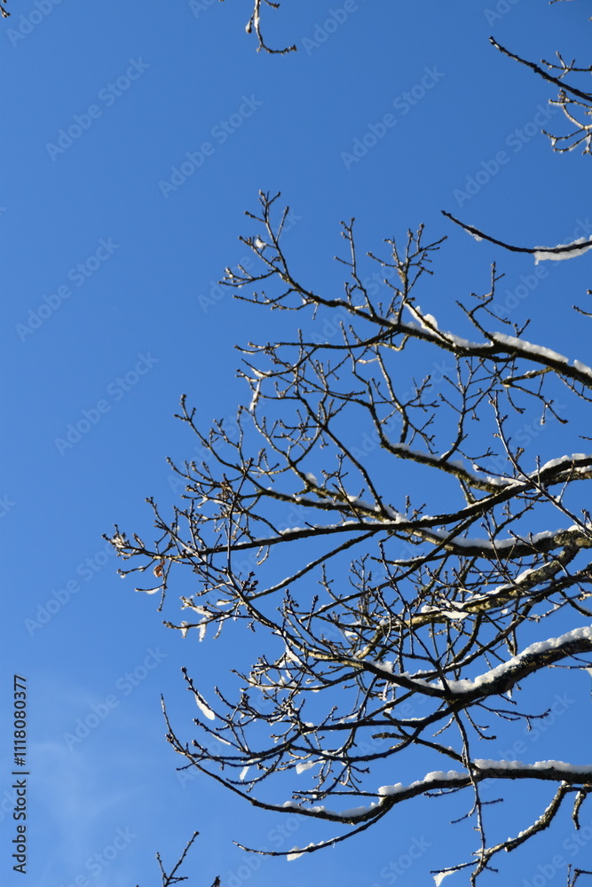 These tree branches in nature are covered with snow in sunny early winter day. These tree branches in nature are covered with snow in sunny early winter day.