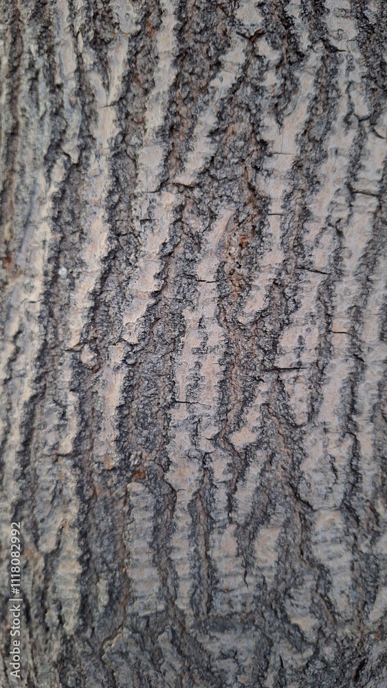 A close-up of a tree trunk showing its rough, linear texture. A close-up of a tree trunk showing its rough, linear texture.