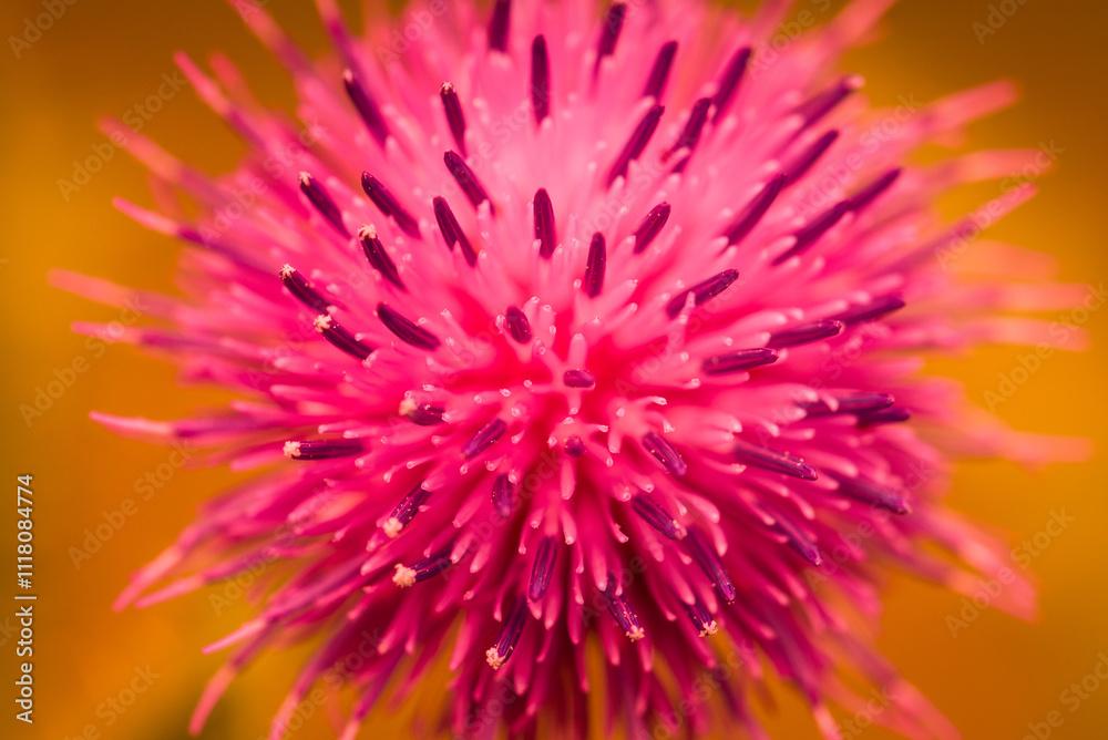 THISTLE - Beautiful flowering wild plant in its natural environment
THISTLE - Beautiful flowering wild plant in its natural environment