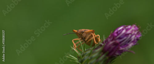 HEMPITERA - An insect on a wild plant in its natural environment photo