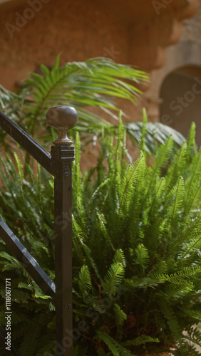 Detail of a lush maidenhair spleenwort asplenium trichomanes fern growing outdoors in mallorca, with a rustic, mediterranean backdrop and an old iron railing. photo